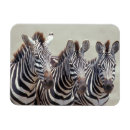 Recherche de tanzanie magnets Dehors