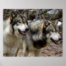 Recherche de regard de loup posters Loups
