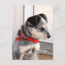 Suche nach australischer schäfer postkarten Niedlich