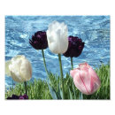 Recherche de tulipe violette posters Jardin
