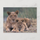 Suche nach okavango postkarten Tier