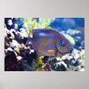 Recherche de repéré posters Océan