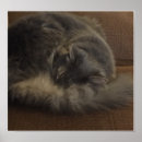 Recherche de ragondin Animaux