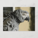 Recherche de perroquets cartes postales Gris africain