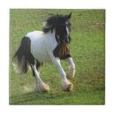 Suche nach sinti und roma fliesen Pony