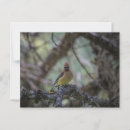 Recherche de cèdres cartes postales Faune