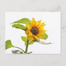Recherche de embrassement cartes postales Floral