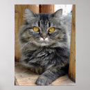 Suche nach gemeinnützig poster Katzen