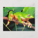 Suche nach surinam postkarten Frosch