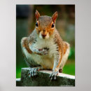 Recherche de écureuil rouge posters Animal