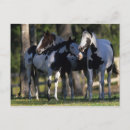 Suche nach paint horse postkarten Anstrich