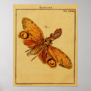 Recherche de sauterelle posters Entomologie
