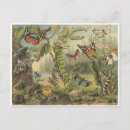 Recherche de insecte cartes postales Chenilles