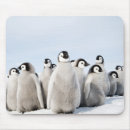 Suche nach baby pinguin mousepads Natur