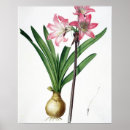 Recherche de belladonna posters Fleurs