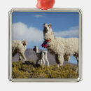 Suche nach lama ornamente Tier