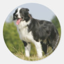Recherche de pannes autocollants Collie bordure
