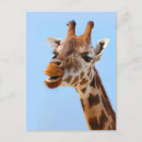 Recherche de portrait girafe cartes postales Mignon