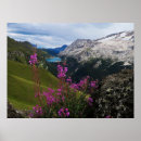 Suche nach rossi poster Kurios