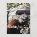 Recherche de red panda cartes postales Mammifère