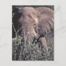 Recherche de éléphant cartes postales Etosha