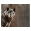 Suche nach grauwölfe poster Wald