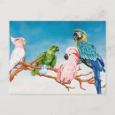 Recherche de oiseau perroquet cartes postales Aquarelle