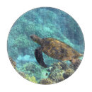 Suche nach schildkröten schneidebrettchen Meer