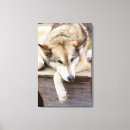 Suche nach husky leinwandbilder Tier
