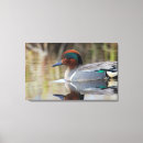 Suche nach ken leinwandbilder Sumpf