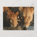 Recherche de lionesse cartes postales Faune