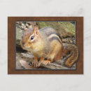 Suche nach chipmunk postkarten Natur