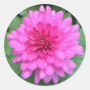 Suche nach chrysanthemen aufkleber Botanisch