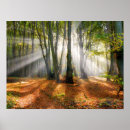 Recherche de hêtre posters Feuillage