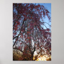 Suche nach blühender kirschbaum poster Kirsche