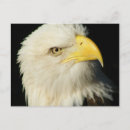 Recherche de aigle cartes postales Alaska