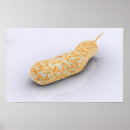 Recherche de microbiologie posters Microscopique