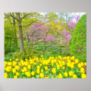 Suche nach gelbe tulpen poster Natur