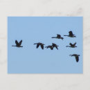 Recherche de oies cartes postales Bleu