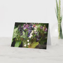 Recherche de muguet cartes postales Vallée