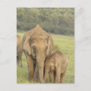 Suche nach kalben postkarten Elefant