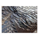 Recherche de dinde sauvage posters Turquie