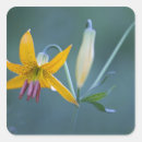 Recherche de mt rainier autocollants Pacifique nord ouest