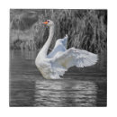 Suche nach schwarzer schwan fliesen Tier