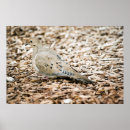 Recherche de colombe de deuil posters Nature