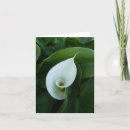 Recherche de calla blanche Lièvre