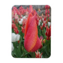 Recherche de fleurs de tulipes magnets Toute personne