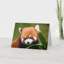 Recherche de panda roux vœux cartes Pandas