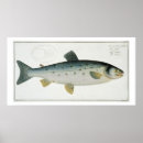 Recherche de salmo posters Andreas ludwig
