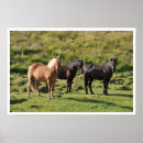 Recherche de poney islandais posters Chevaux